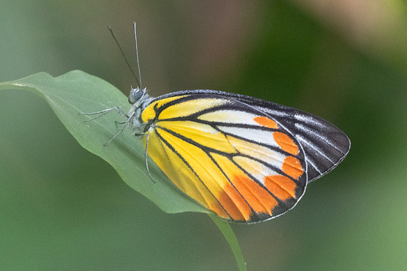 Delias hyparete-6625 -Wat Jed Yod (Chiang Mai) - 27/03/24