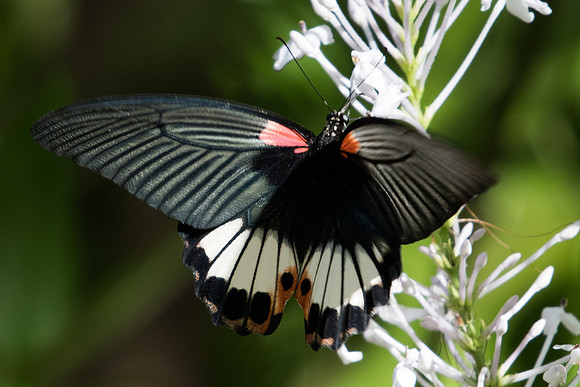 Papilio agenor agenor-0436 - Chiang Dao - 16/11/23