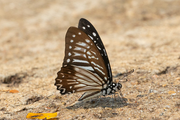 Graphium macareus-1258 - Chiang Dao - 17/03/25