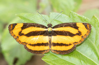Pantoporia sandaka