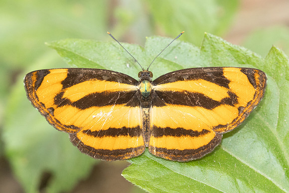 Pantoporia sandaka-2471 - Chiang Dao - 20/03/25