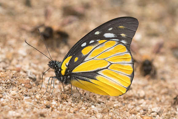 Prioneris thestylis thestylis-5261- Chiang Dao  - 12/03/23