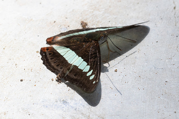 Sumalia daraxa daraxa-4834 - Doi Inthanon - 23/03/24