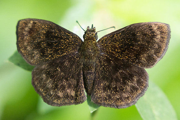 Staphylus sp--9848