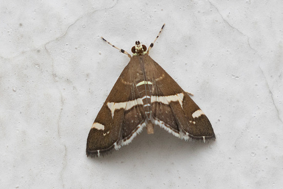 Spoladea recurvalis-6155