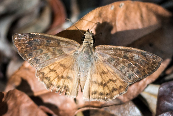 Timochares ruptifasciata-6357