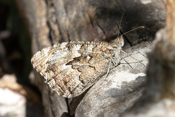 Hipparchia senthes -0764 - Antalya, Termessos - 16/09/24