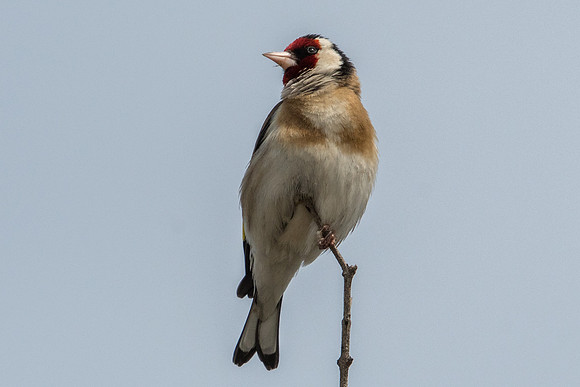 Carduelis carduelis - Conil de la frontera-8958