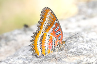Cethosia biblis-3959 - Doi Inthanon - 23/03/25