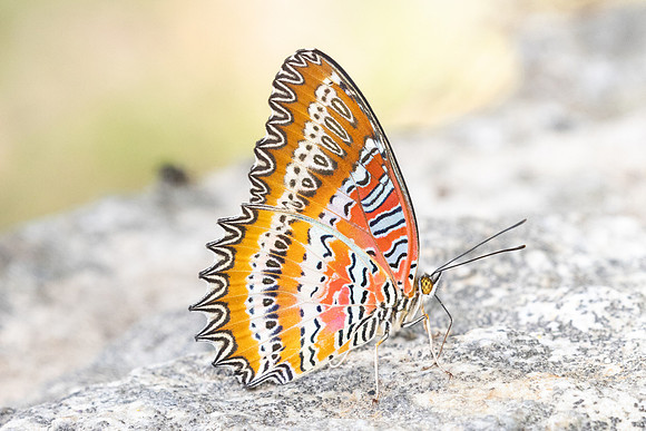 Cethosia biblis-3959 - Doi Inthanon - 23/03/25