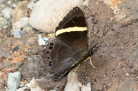 Abisara fylla-5563 - Doi Suthep - 27/03/25