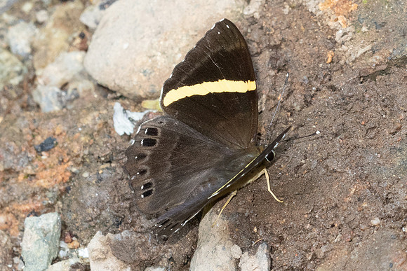 Abisara fylla-5563 - Doi Suthep - 27/03/25