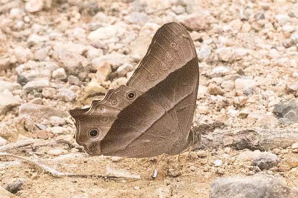 Lethe vindhya vindhya-5543 - Chiang Dao - 12/03/23