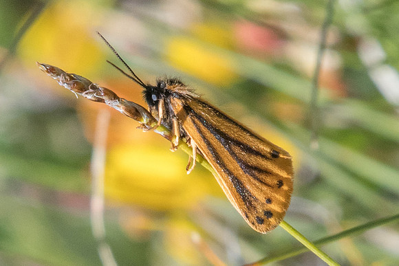 Setina aurita-6305 - Termignon - 15/07/22