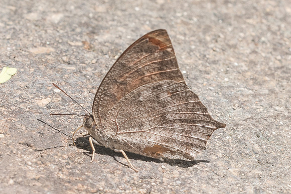 Anaea aidea-5050