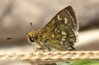 Taractrocera ardonia-9774 -Gopeng, Sungai Geroh - 13/03/25