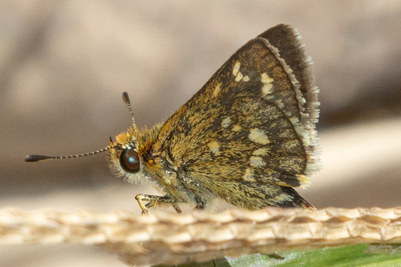 Taractrocera ardonia-9774 -Gopeng, Sungai Geroh - 13/03/25