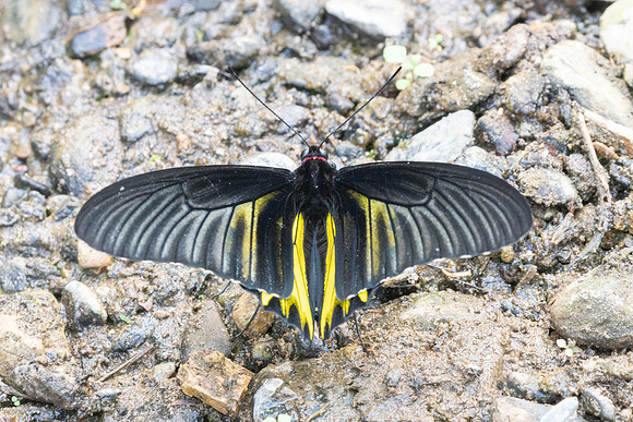 Troides aeacus-1382