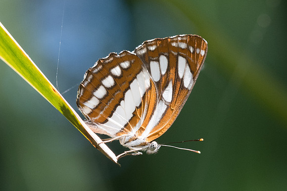 Neptis hylas kamarupa-3608