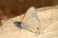 Nacaduba kurava-6235