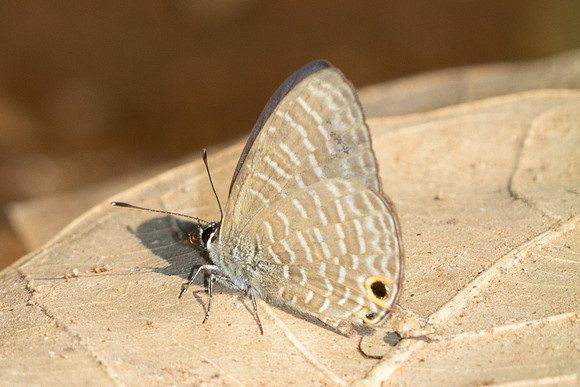 Nacaduba kurava-6235