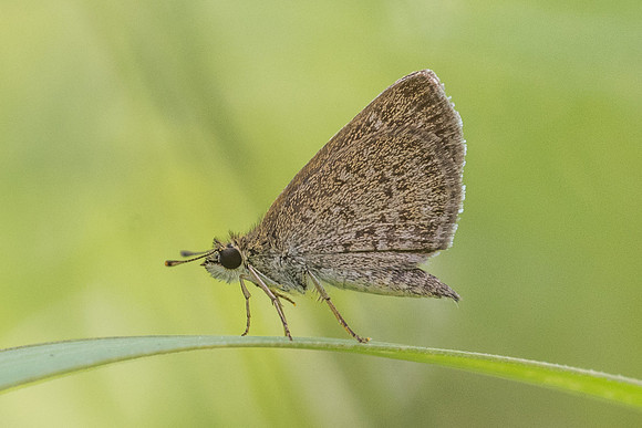 AEROMACHUS PYGMAEUS id--4457 - Krabi - 22/11/23