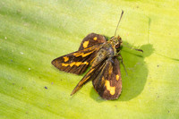 Potanthus ganda-6180