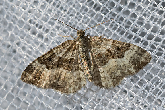 Epirrhoe alternata_9805