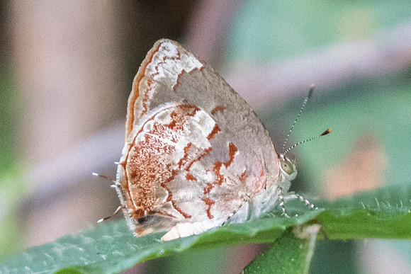 Ministrymon phrutus-4968