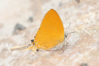 Ticherra acte -6058 - Chiang Dao - 18/03/25