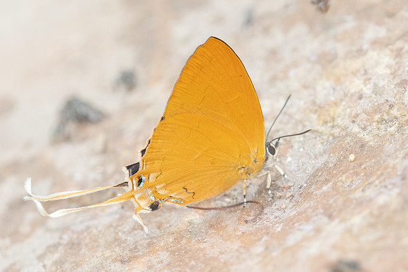 Ticherra acte -6058 - Chiang Dao - 18/03/25