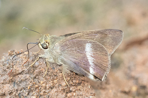 Hasora chromus-5522- Doi Suthep - 27/03/25