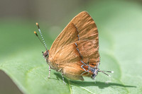 Calycopis demonassa-6217