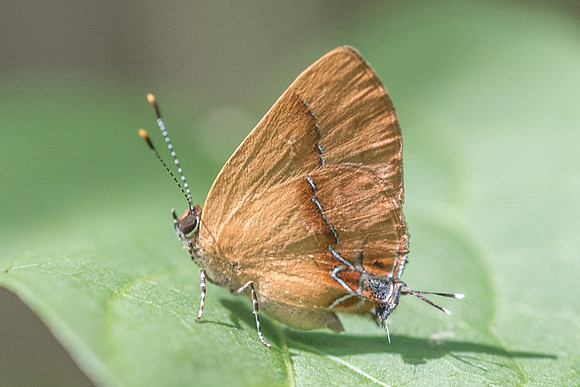 Calycopis demonassa-6217