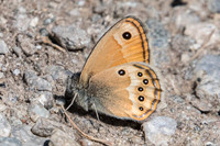 Coenonympha dorus-3968 - Argentière la béssée - 2/07/20