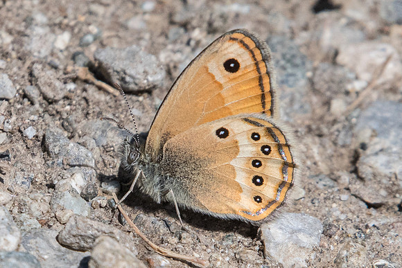 Coenonympha dorus-3968 - Argentière la béssée - 2/07/20