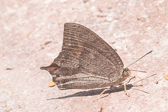 Anaea aidea-4917