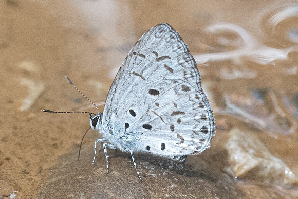 Acytolepis puspa gisca-1323 - Chiang Dao - 16/11/23