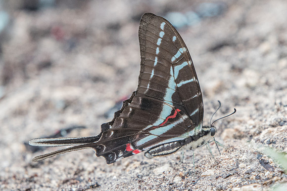 Protographium philolaus-2533