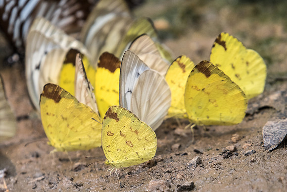 eurema simulatrix-1644- Chiang Dao  - 11/03/23