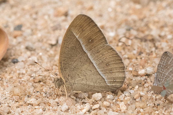 Mycalesis lepcha kohimensis id--4822  - Chiang Dao - 12/03/23