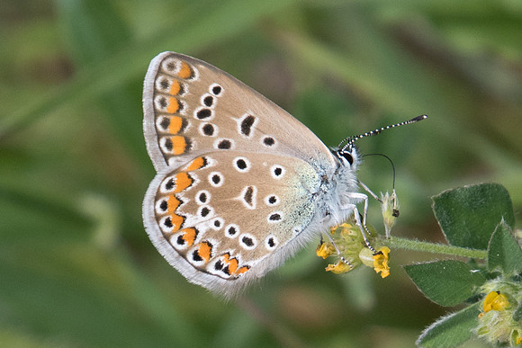 Polyommatus icarus-9648