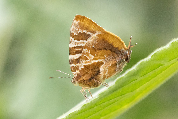 Arawacus ellida id --1986- Barichara - 8/06/24