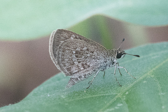 Aeromachus pygmaeus-3903 - Krabi - 22/11/23