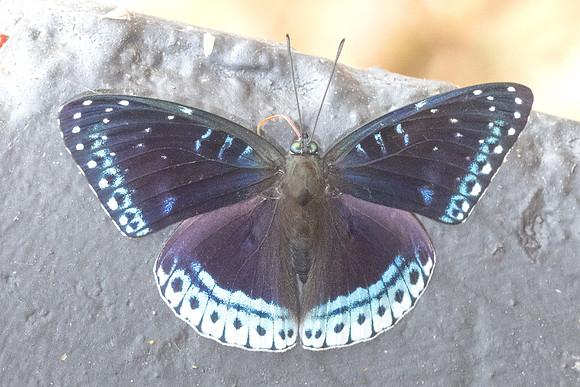 Stibochiona nicea-3438  - Chiang Dao - 19/03/24