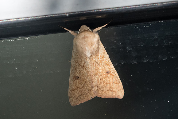 Mythimna vitellina - 0574