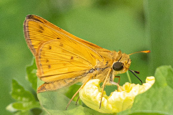 Hylephila phyleus-7594