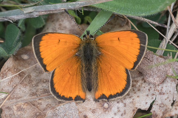 Lycaena ottomana ♂ - 3749 - Alexandroupoli - 11/04/22