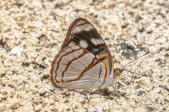 Dynamine colombiana-3474 - Barichara - 9/06/24