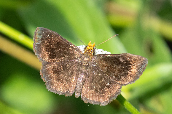 Staphylus vulgata 8162 - Minca - 15/07/25